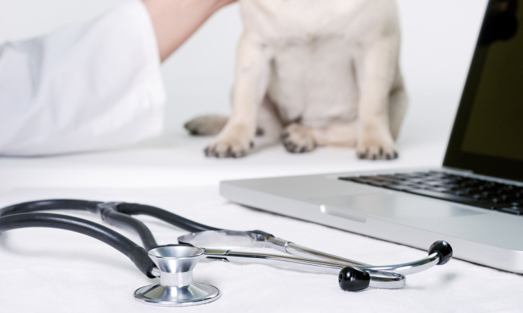 W3ERP - Hospitais veterinários: como um ERP pode ser a solução para o seu negócio